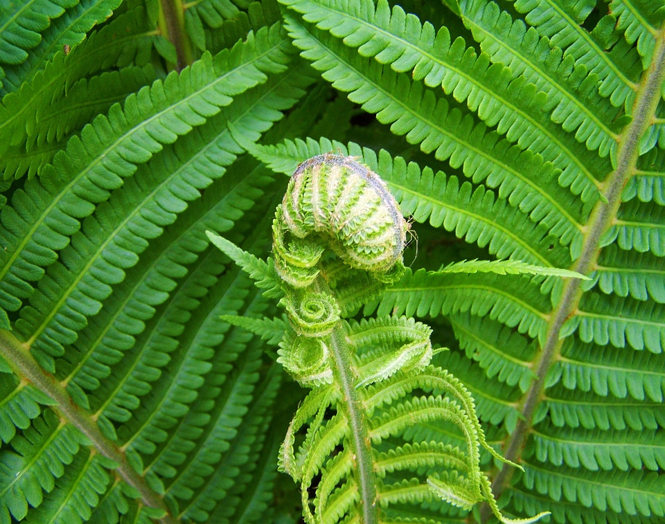 Fern green plants snail-shaped new leaf