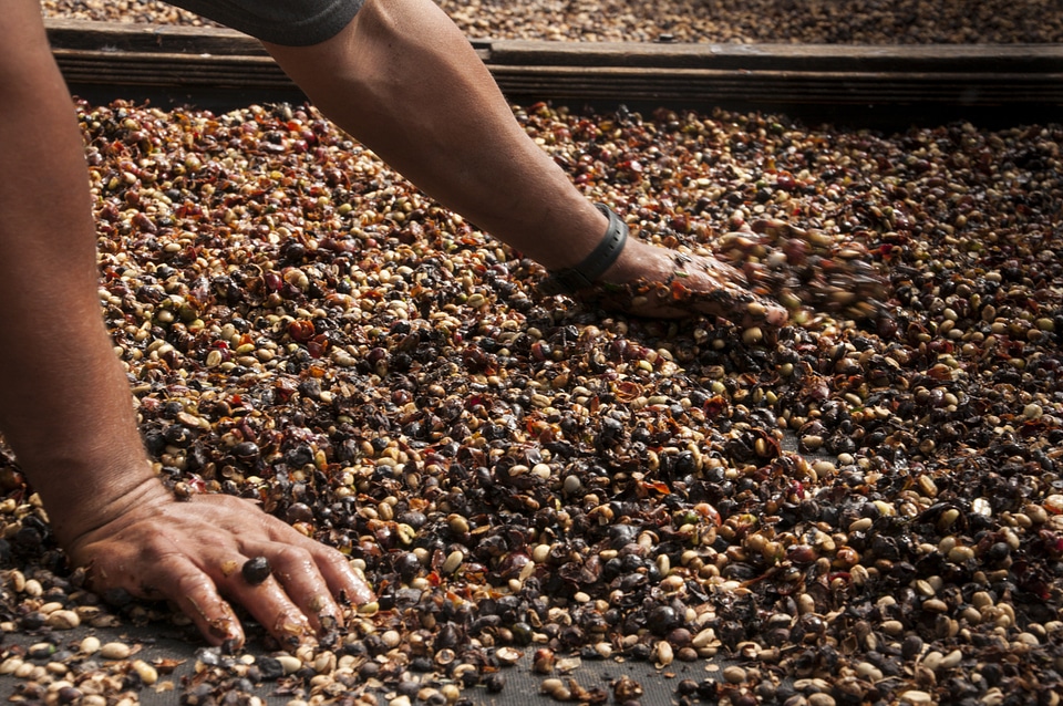 Coffee grain coffee bean