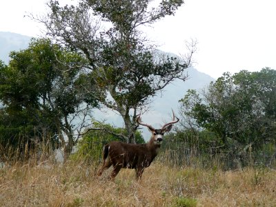 Black-tailed Deer
