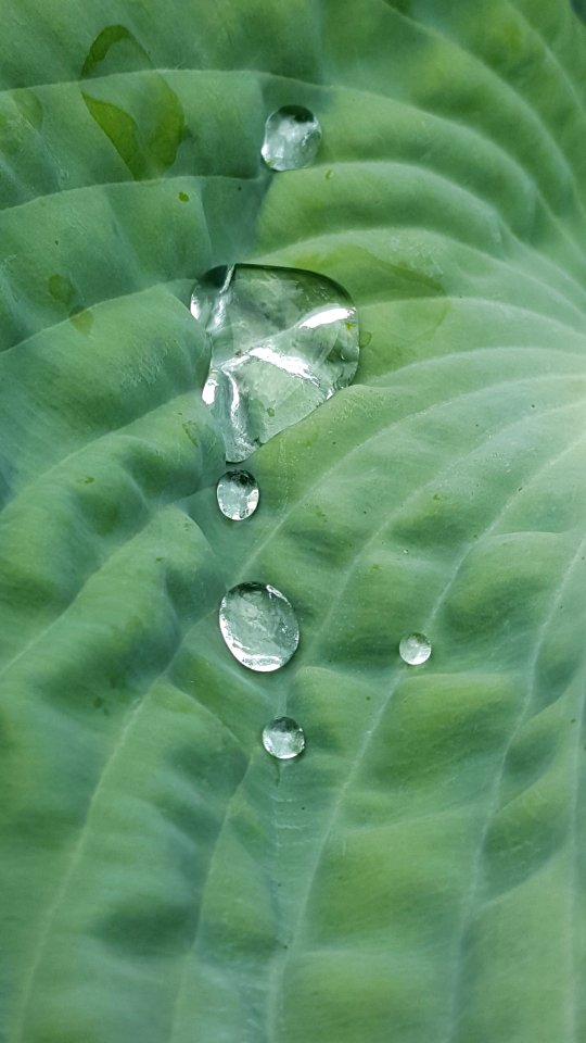 A good day for drops