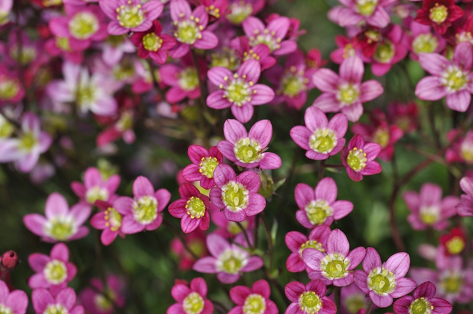 Plant flower garden