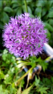 Flowers I found today