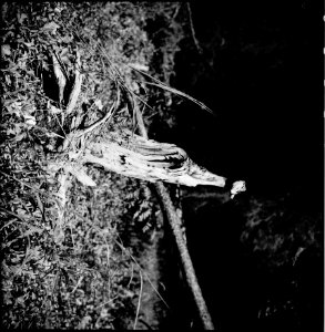 A stump photographer