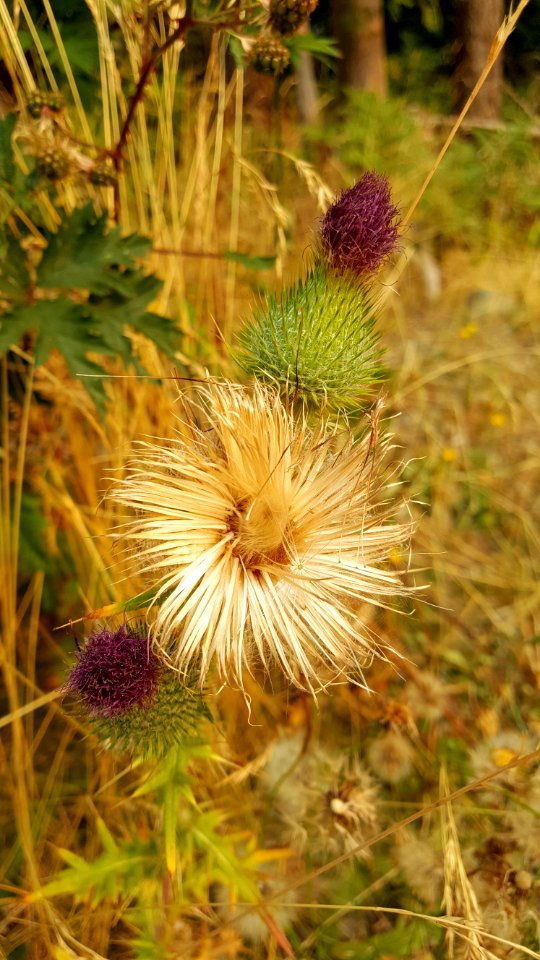 Thistle in phases