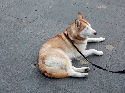 Husky laying down photo