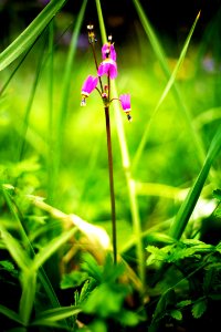 Shooting star photo