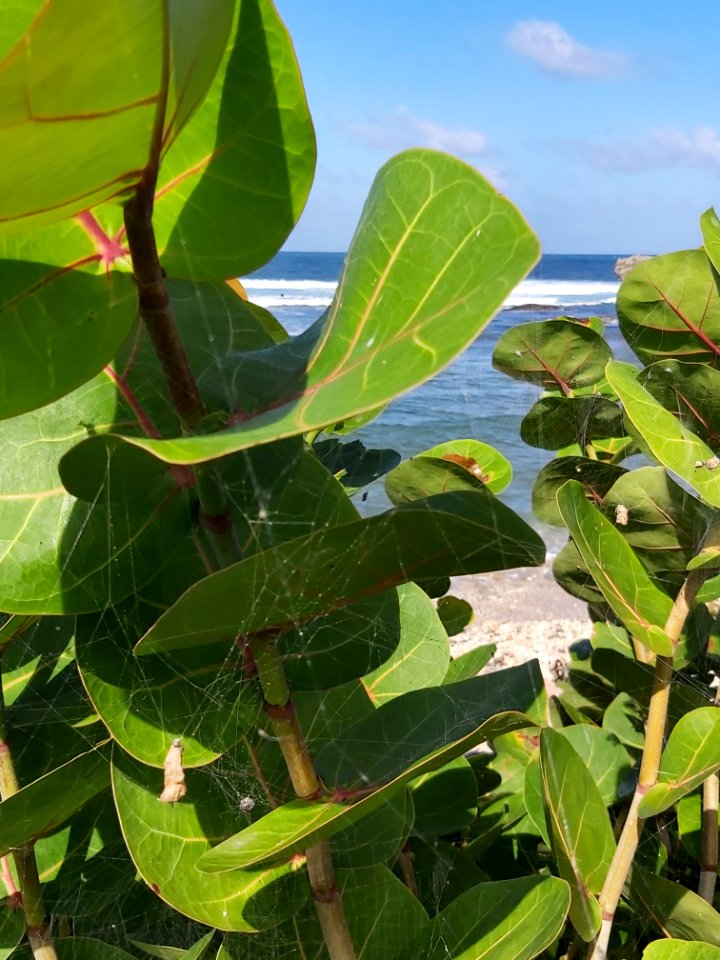 Barbados