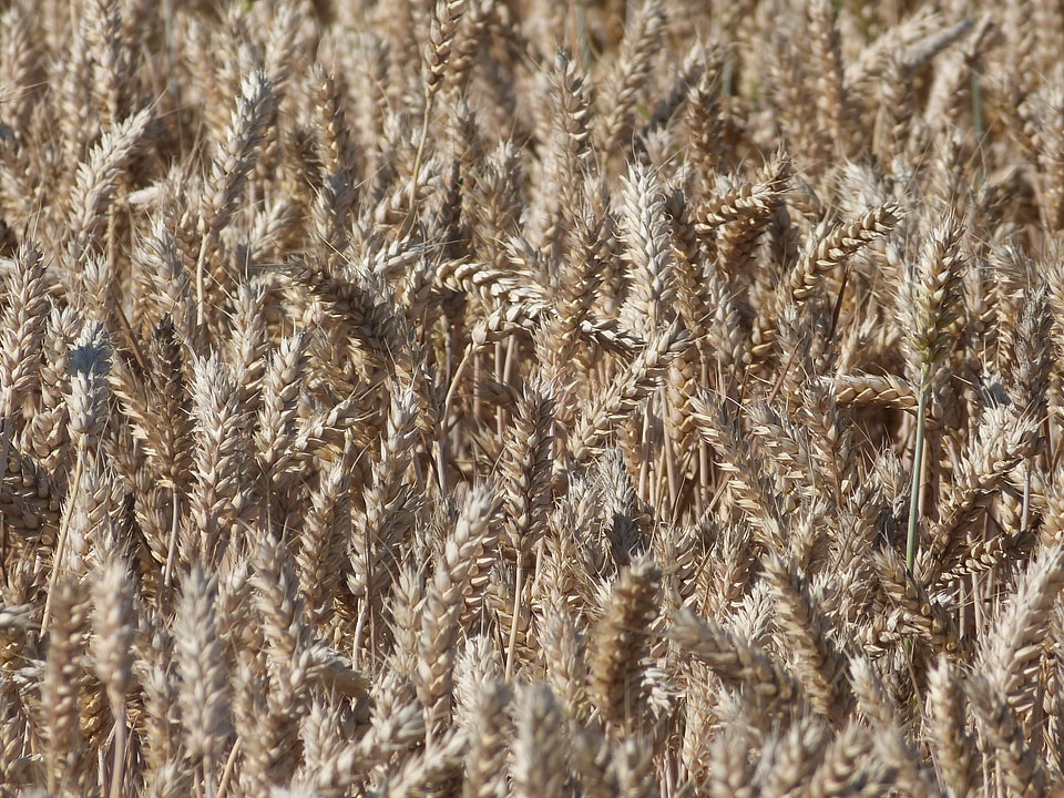 Nature field bread