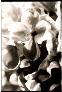 Flower I think rodendrom