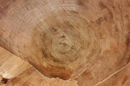 tree trunk wood 73 photo
