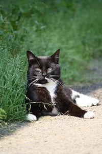 Cat outside animals photo