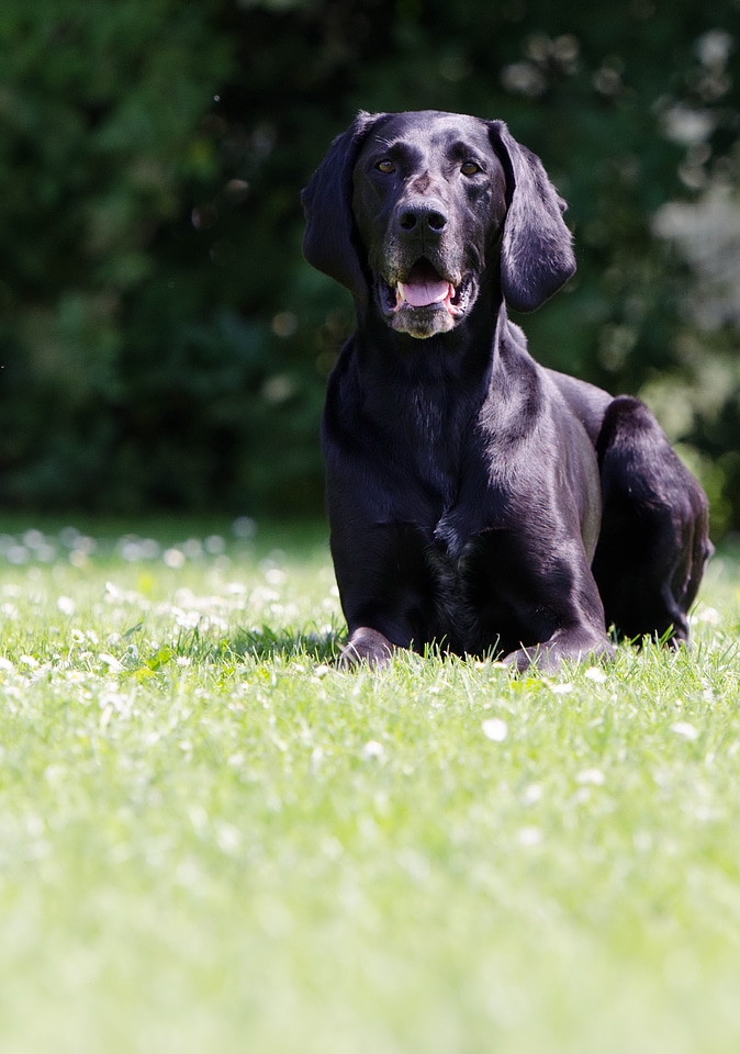 Pointing dog hunting dog pet