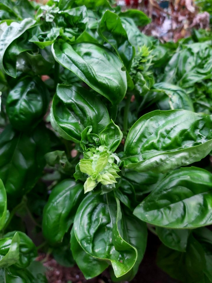 Day 240 lush basil