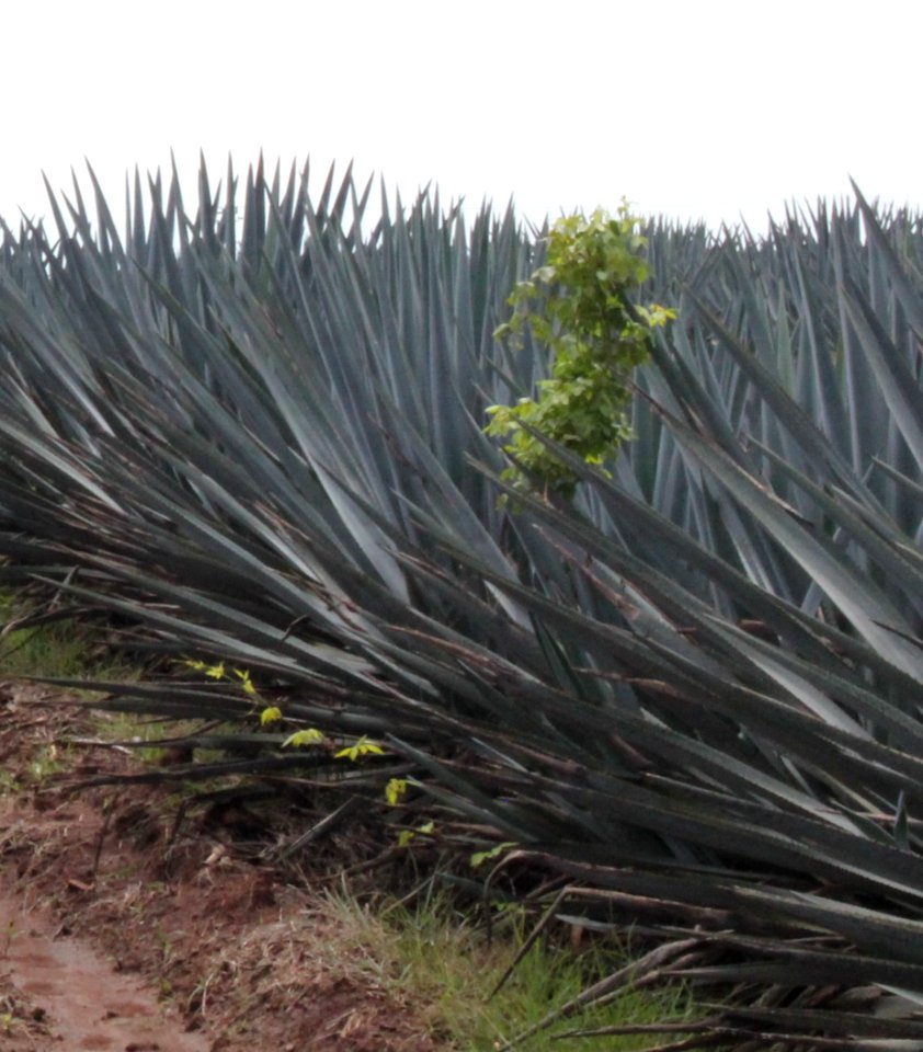 Guadalajara Tequila Agave 03