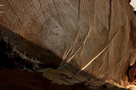 tree trunk wood 76