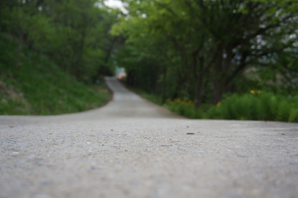 Road nature forest