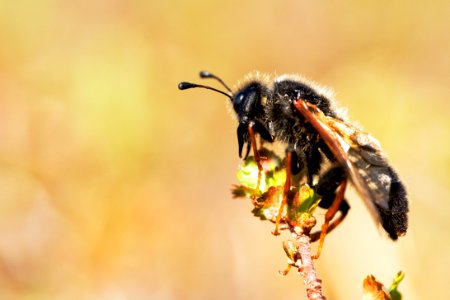 bee on a shrub birch