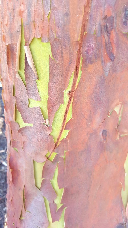 Arbutus