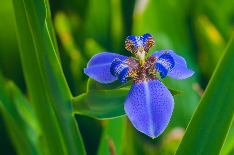 Flower blossom bloom
