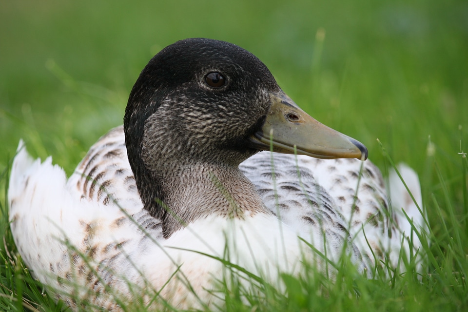 Duck outside animals