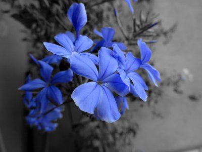 Fiori colore blu parziale