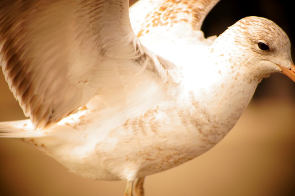 Commercial use free picture of a bird