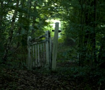 Spooky gate photo