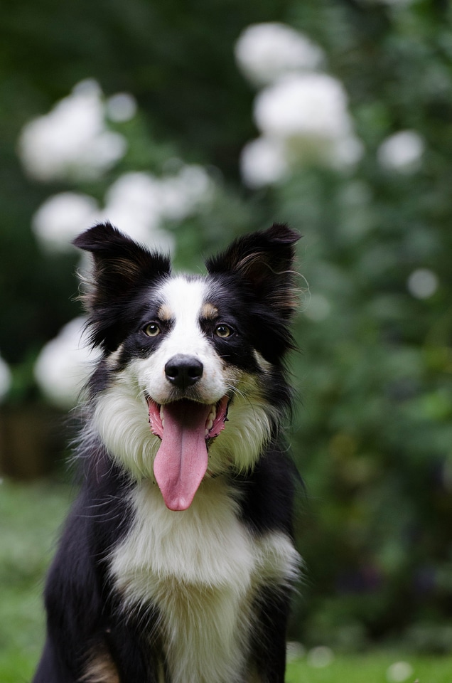 Dog british sheepdog purebred dog