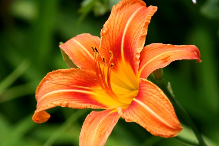 Orange Lily photo