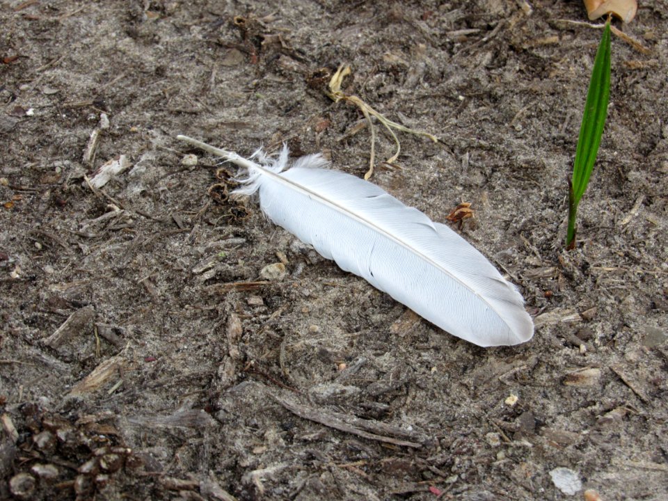 Lonely Feather