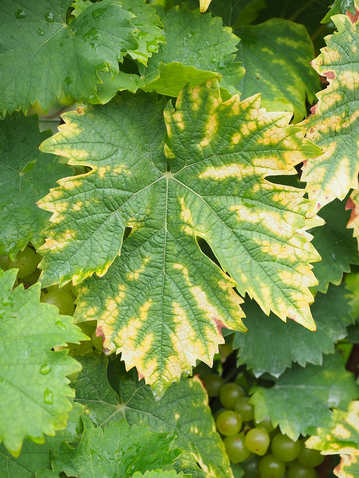 White grape variety coloring leaf coloring