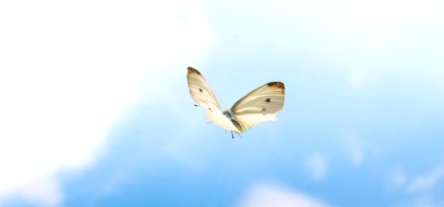 Schmetterling im Flug photo