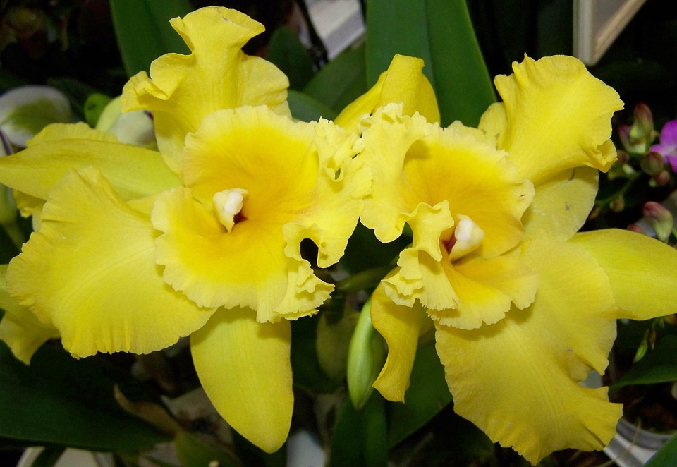 Orchid yellow flower room plant