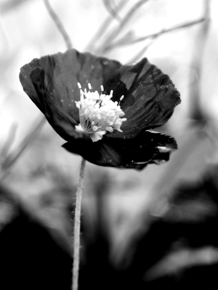 Poppy in black and white