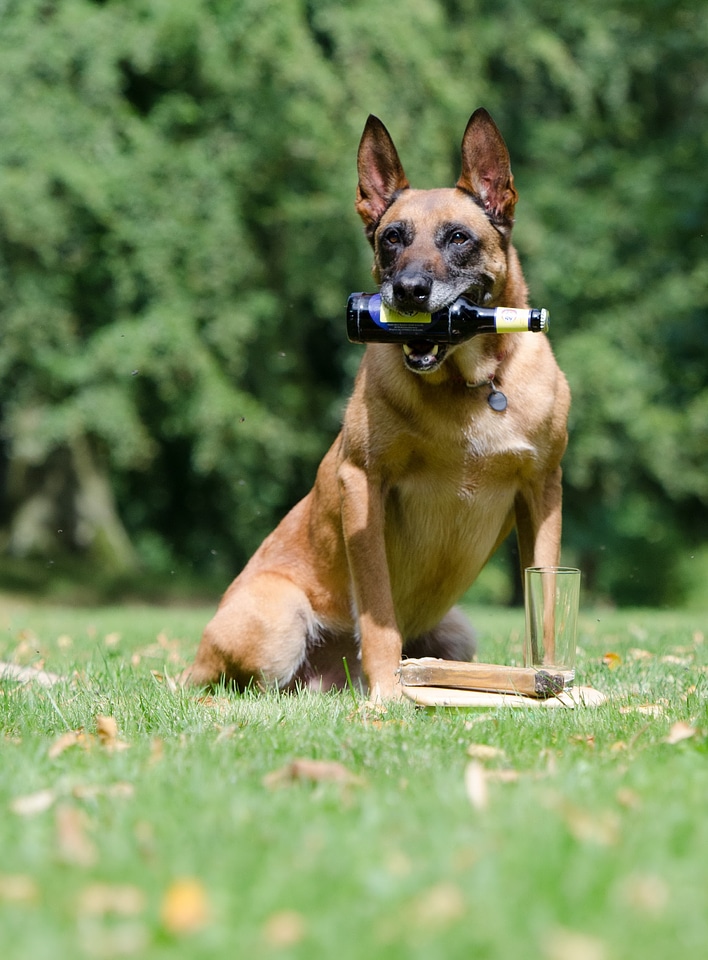Trick dog trick dog tricks