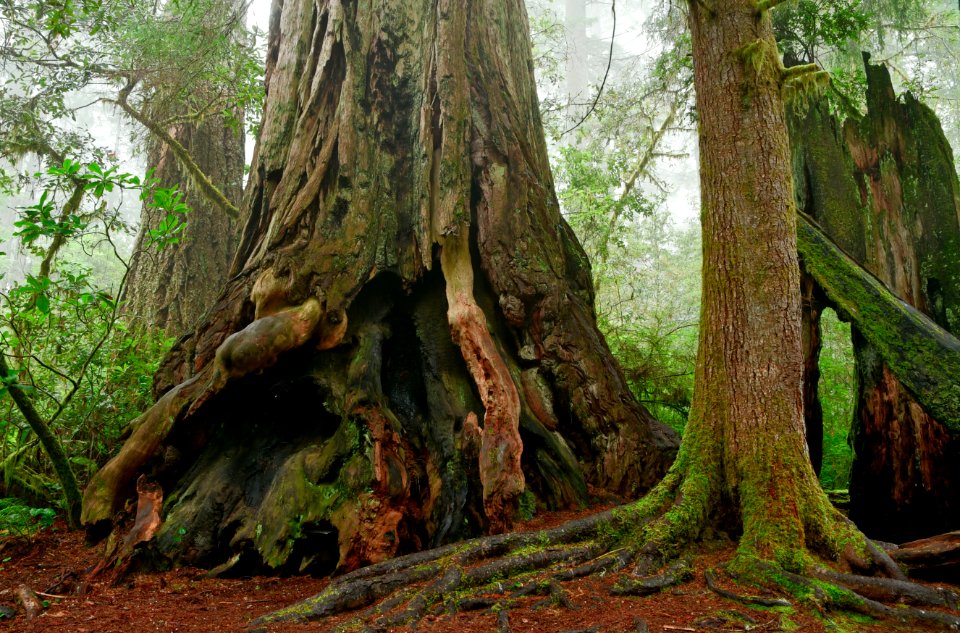 Gnarly redwood and hemlock