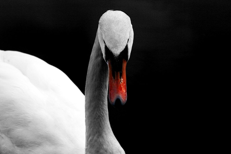 The Swan