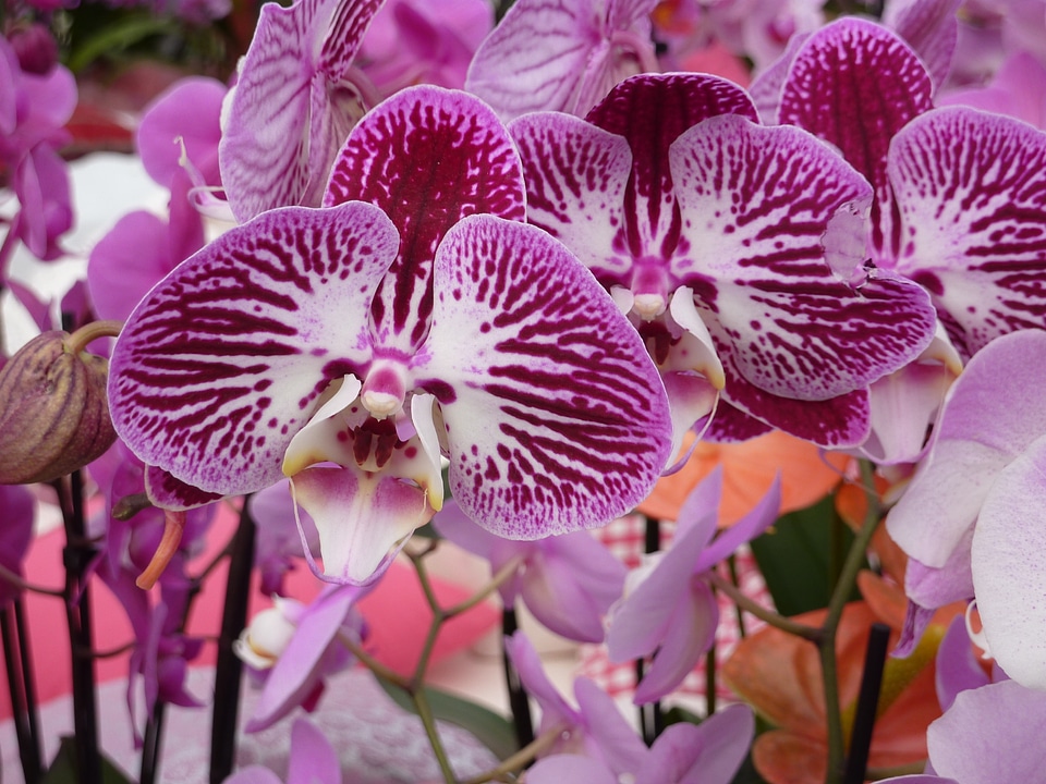 Flower beautiful plant