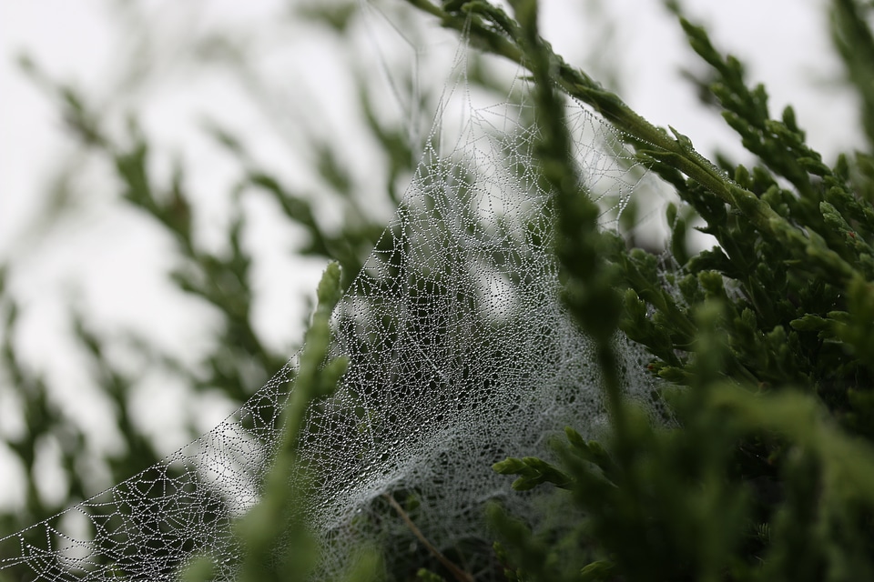 Water droplets dew