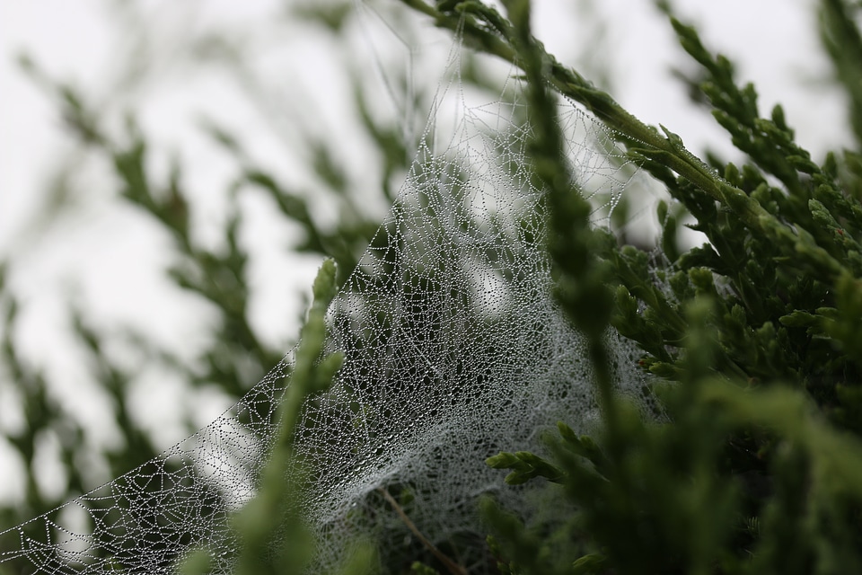 Water droplets dew photo