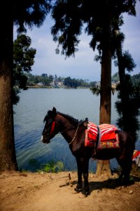 Darjeeling Stories