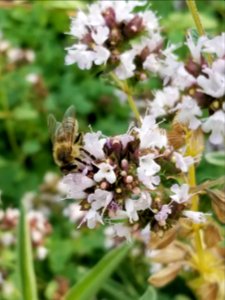 Bee on oregano photo