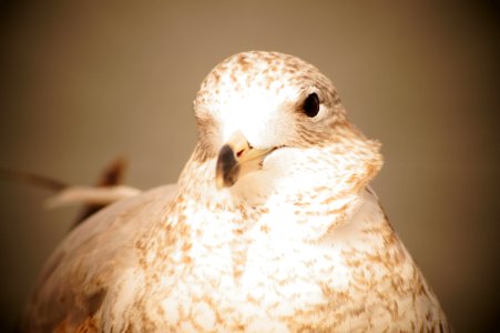 Public domain picture of a bird for blogs