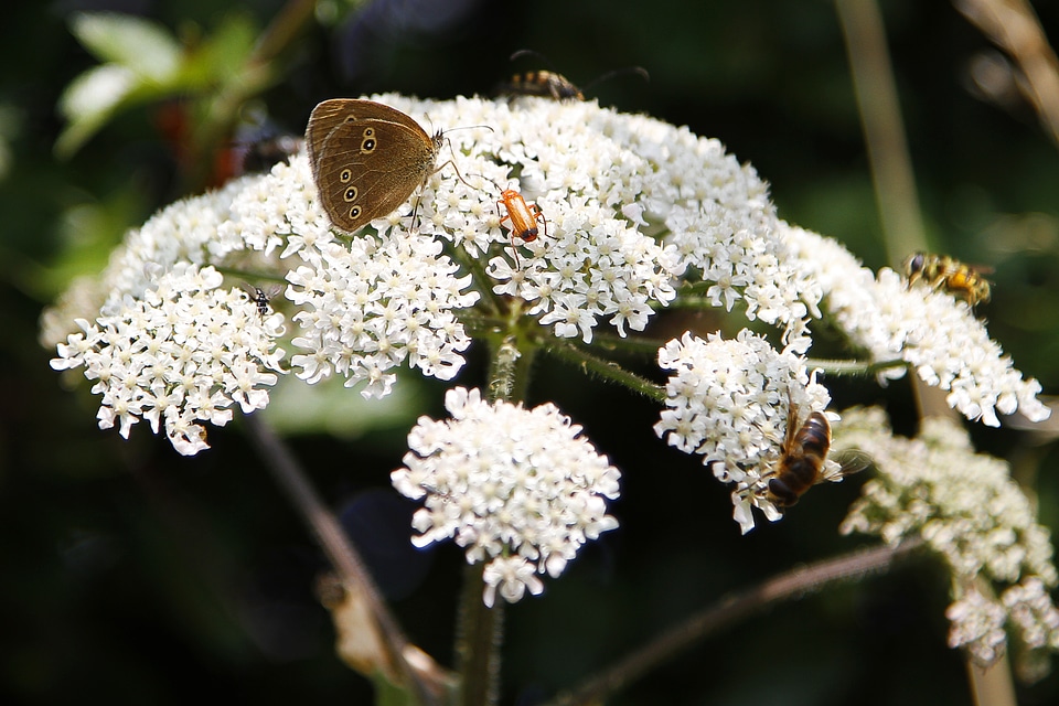 Flower butterfly white