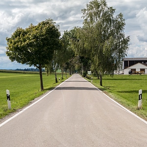 Asphalt tree lined avenue clouds