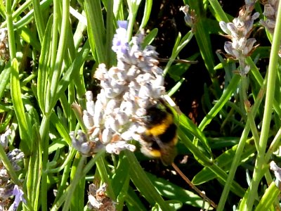 Bee on wildflowers photo