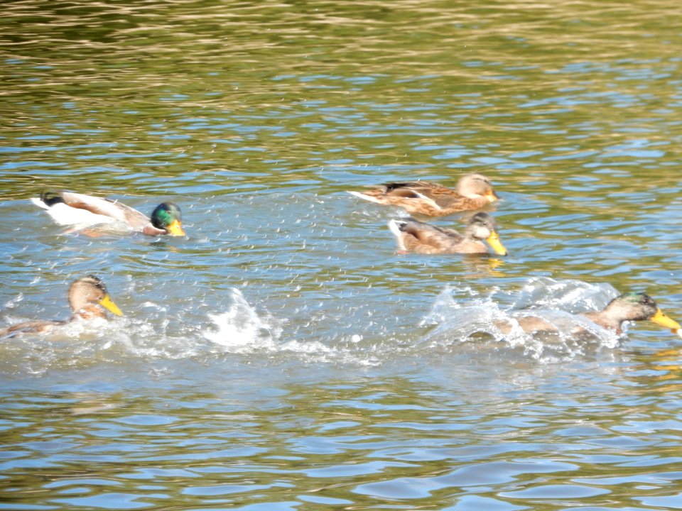 Duck-quake