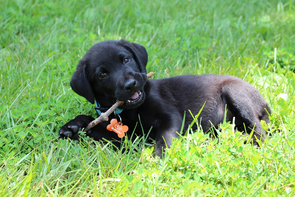 Cute pet retriever