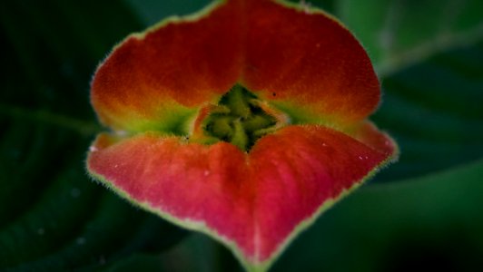 fiery mouth for St Valentin!