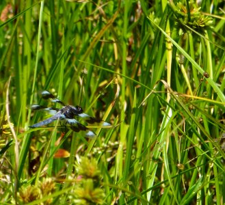 Eight Spotted Skimmer